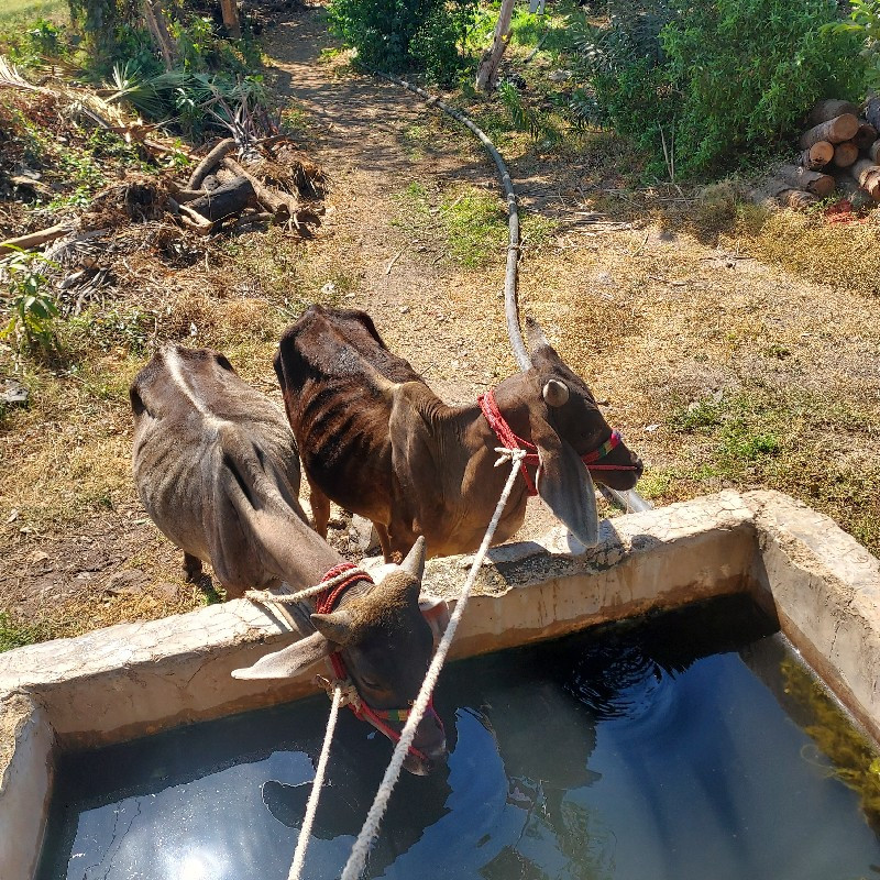 બે વર્ષના વાસડા...