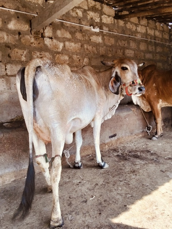 ગીર કોસ્ વોળકી...