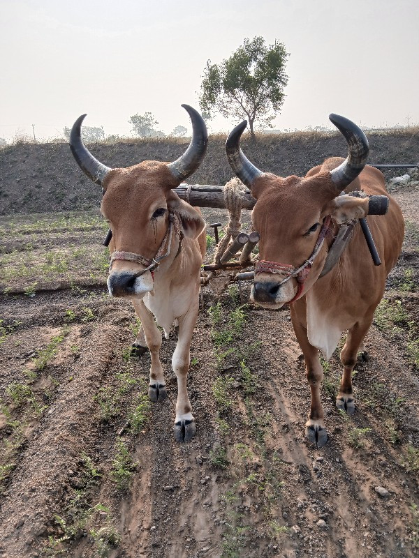 બધીજવાબદારી