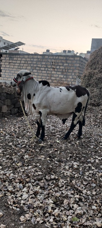 ગીર ખુટ