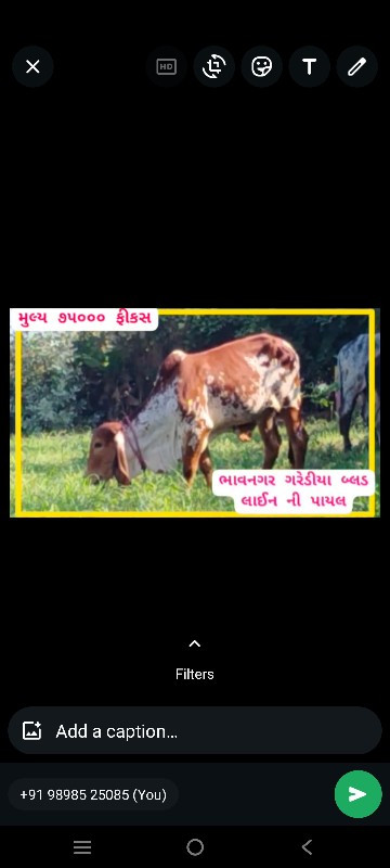 ગીર વાછડીઓ