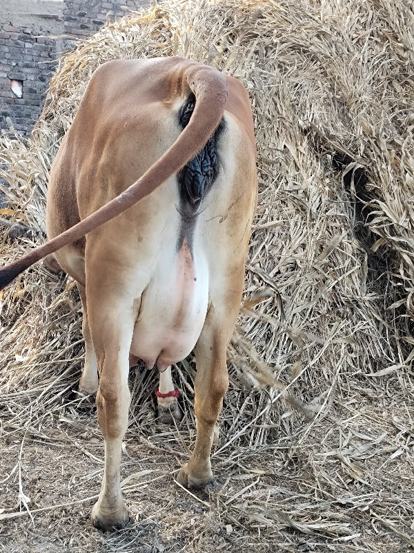 ગીર હોડકી વેચવા...