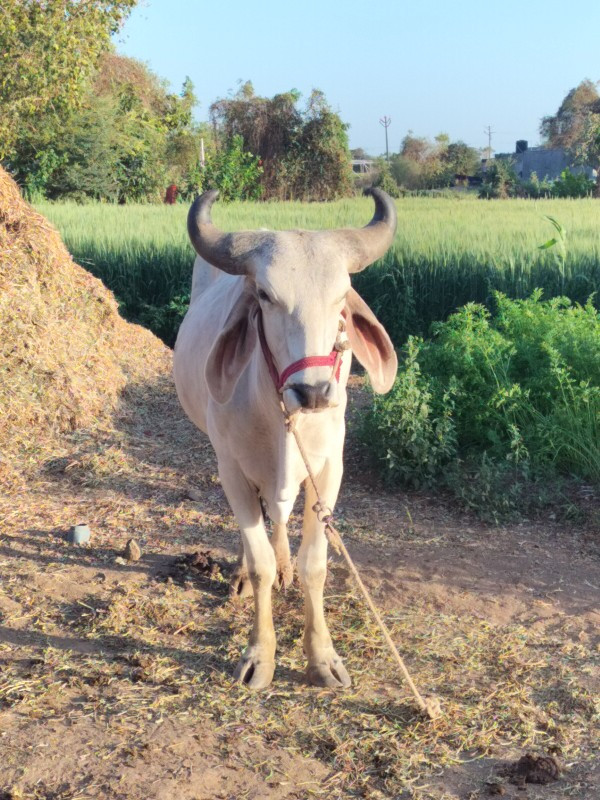 વેચવાનો છે એક જ...