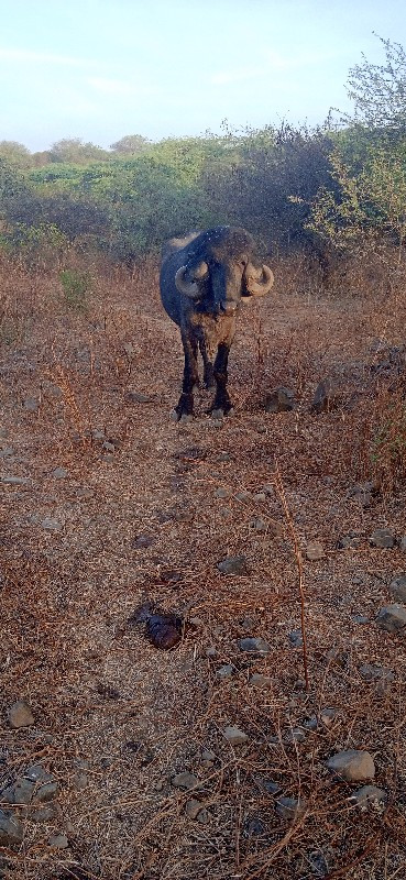 પાડો વેચવાનો છે