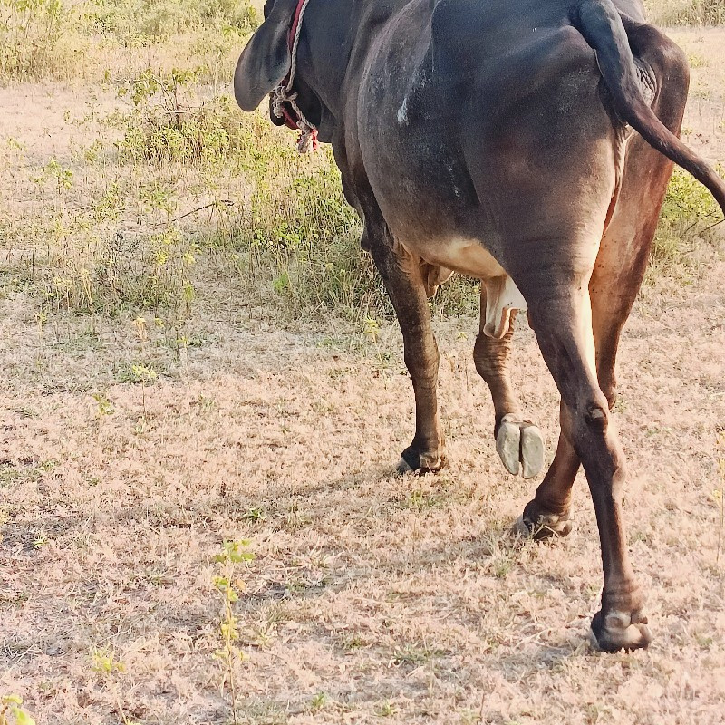 ગાયો વેચવાની સે