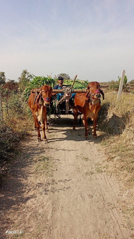 ગોઢલા. વેચવાના....