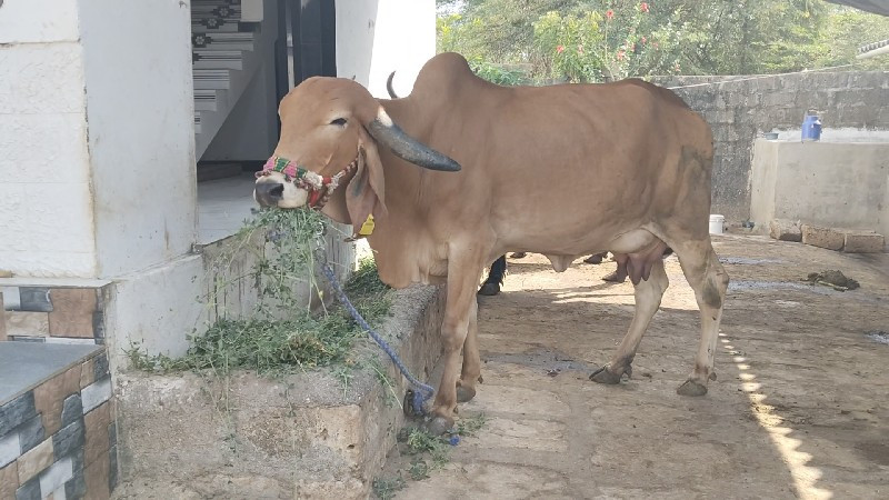 ગીર