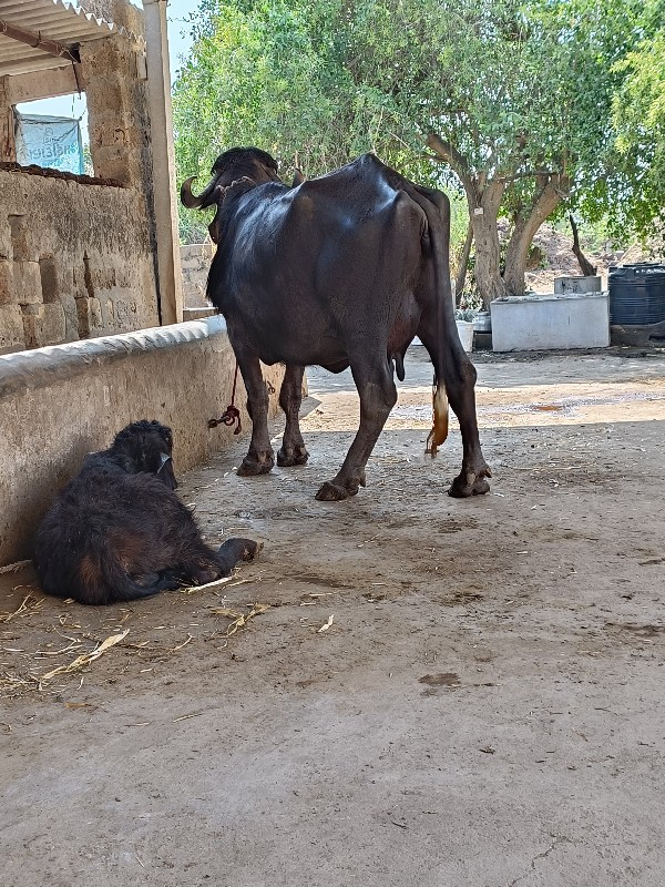 ભેંશ વેસવાની છે