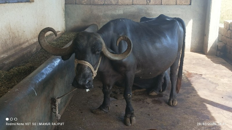 ભેસ વેચવાની છે