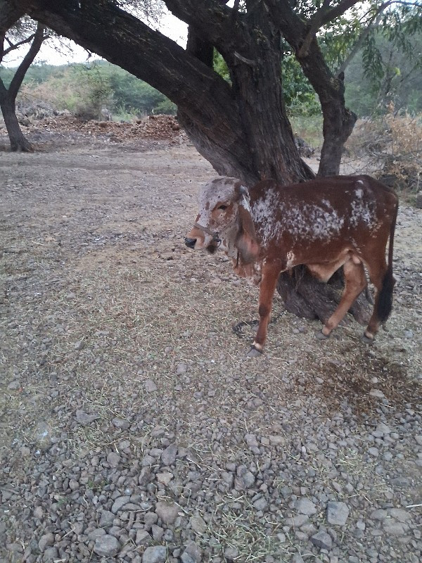 વાશડો