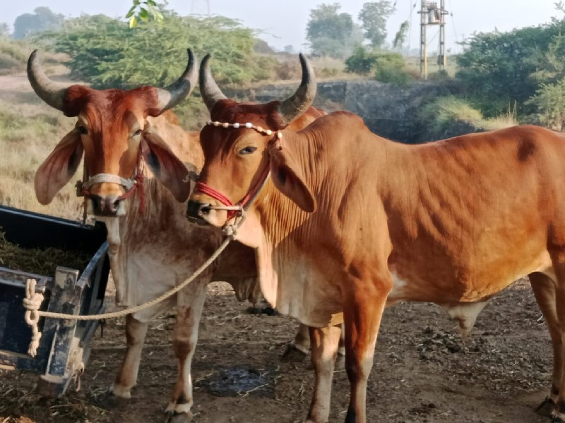 બળદ ગોધલા