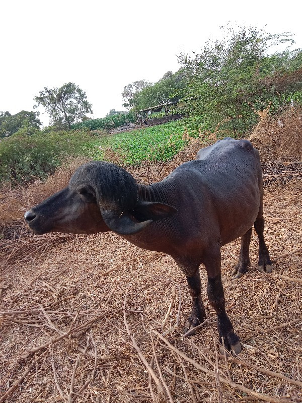 પાડા ના સાટા કર...