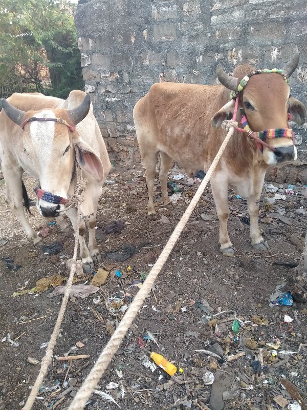 ઓસ્ટ્રેલિયા કિં...