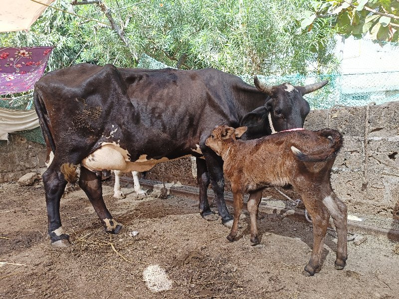 જરસી ગાય વેચવાન...