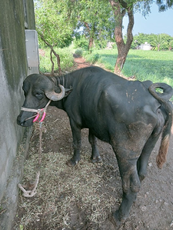 ખળેલી વેચવાની છ...