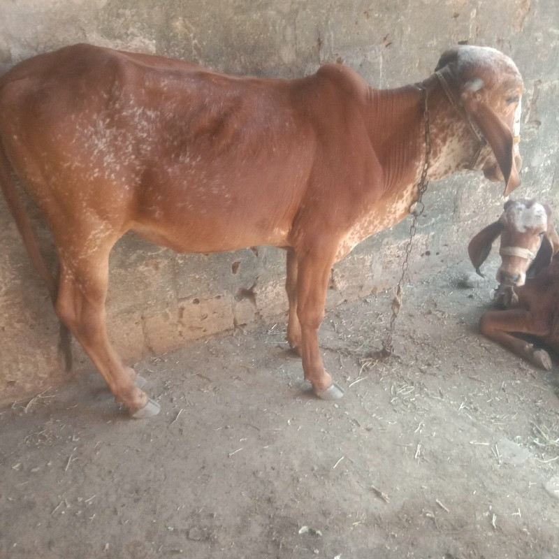 ગીર વાસઙી વેશવા...