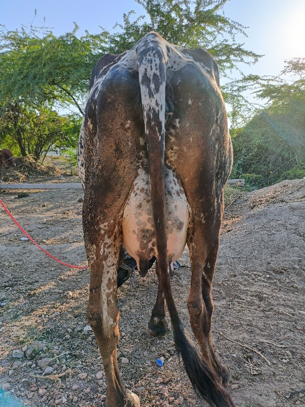 જશી ગિર કોચ