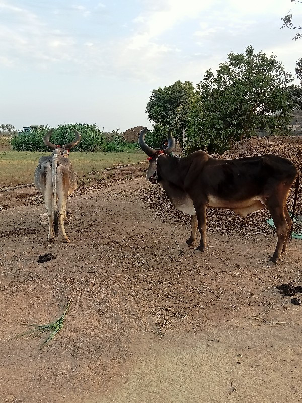 આખી જોડ વેચવાની...