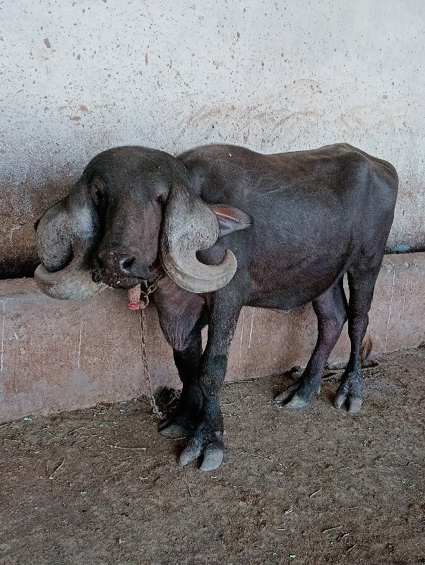 જર્સી ગાય સાથે...