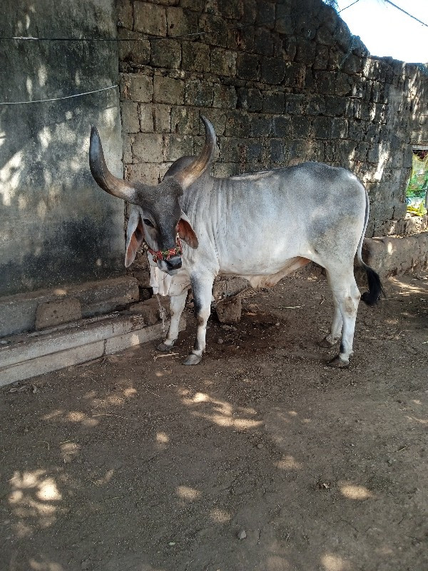 બરદ વેશવાના છે