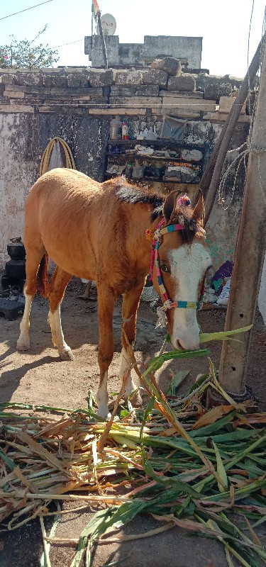 વછેરી વેચવા નીછ...