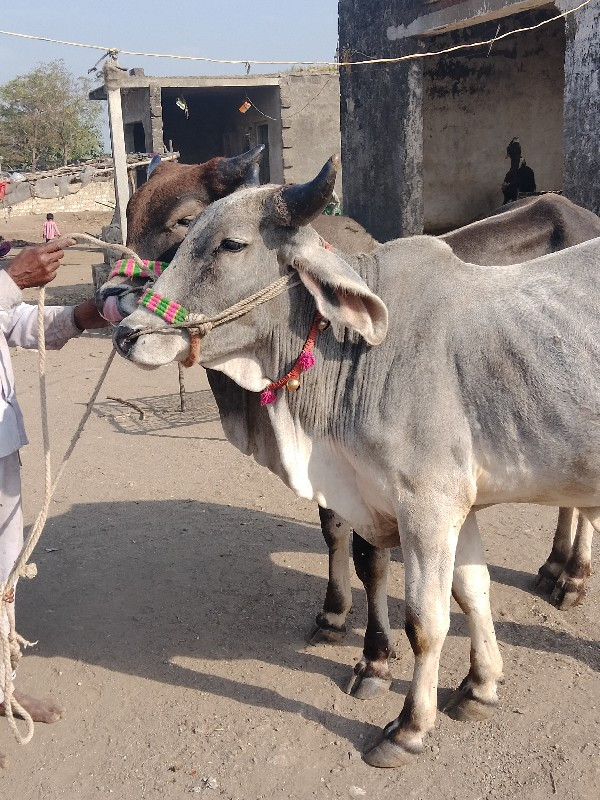 બળદ વેચવાના છે