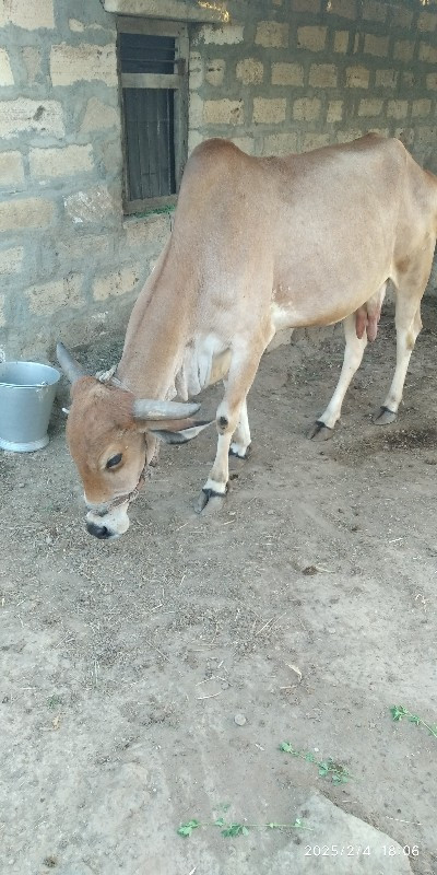 ગાય વેચવાની છે