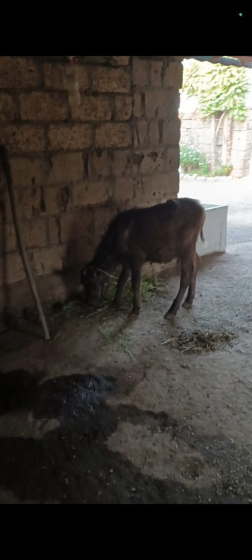 ભેંસ વેચવાની છે