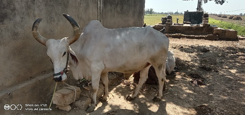 બળદ વેશવાનાછે