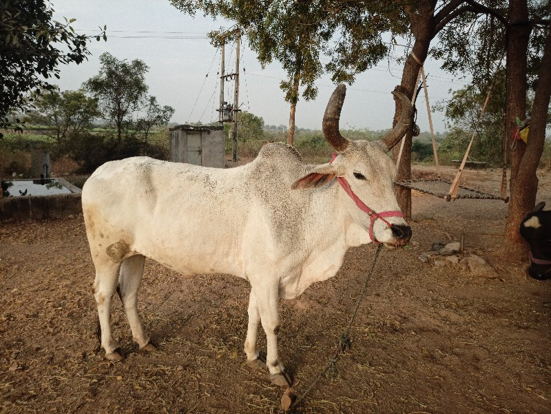 બળદ વેચ વાનો છે