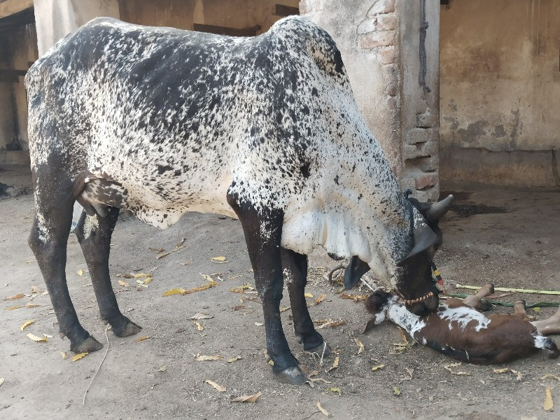 કાબરી હોડકી વેચ...