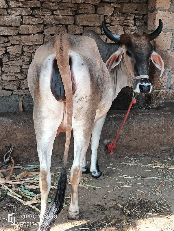 ગાય વેચવાની છે