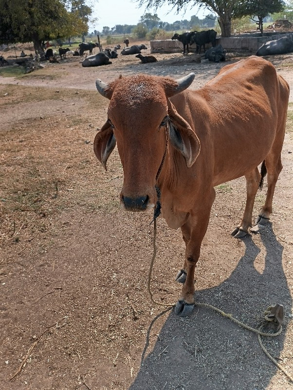 ગાય વેચવાની છે