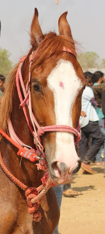 vacheri vesavan...