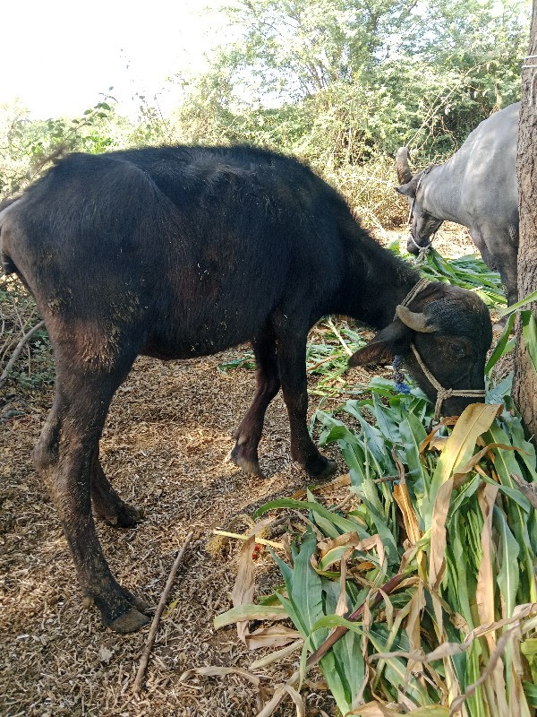 બે પડ્યું વેચવા...