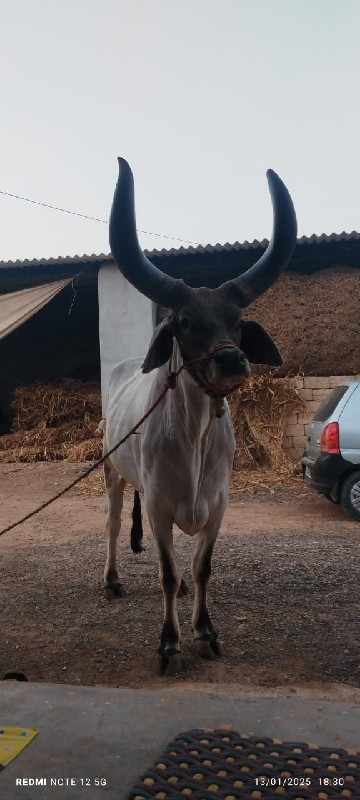 બળદ વેચવાના છે