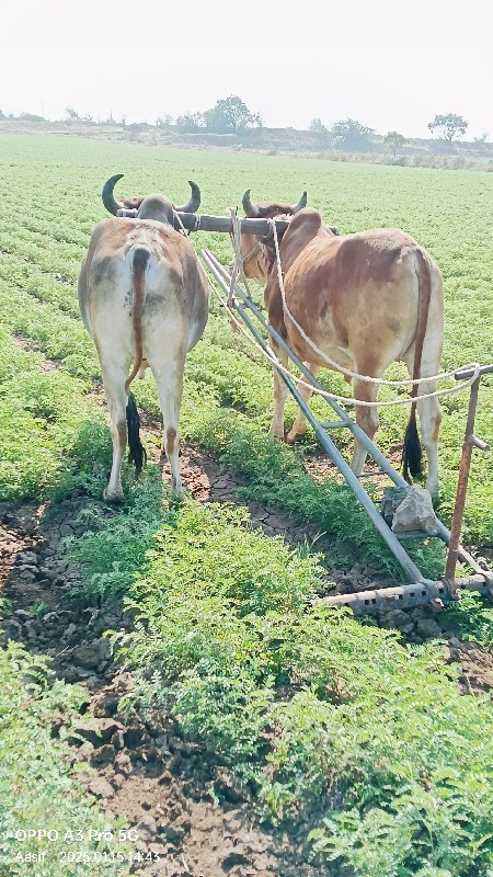 એક વાવણી કરેલા...