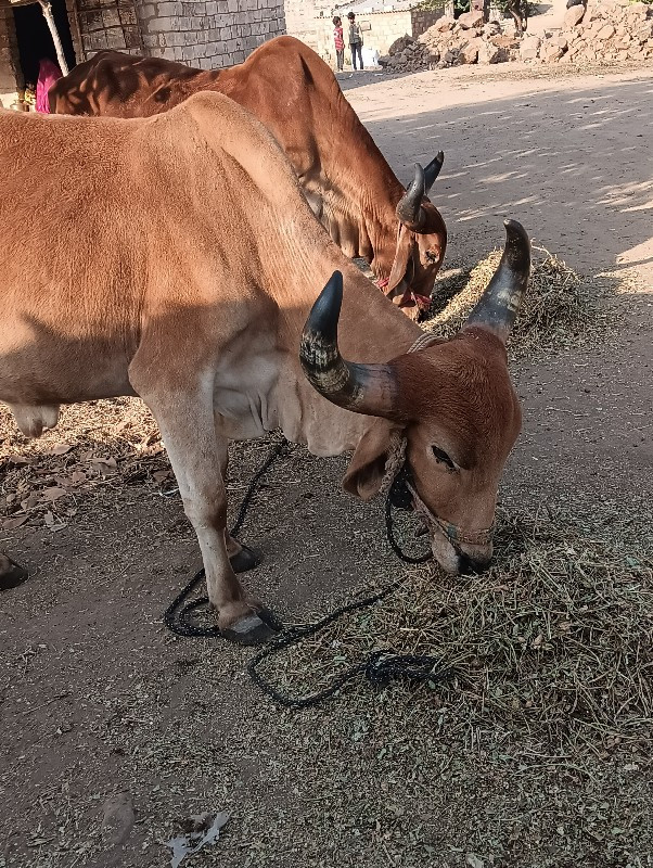 ગોધલા  વેચવા ના...