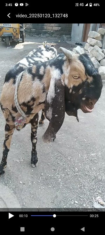 totapuri bakri