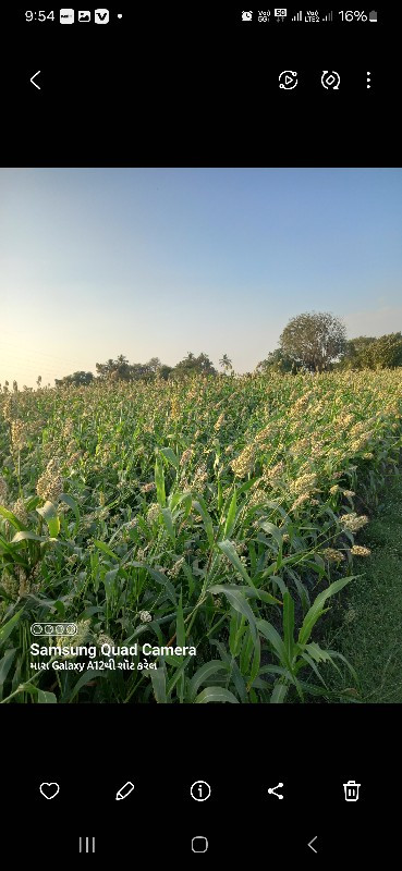 જુવાર તાતકાલી વ...