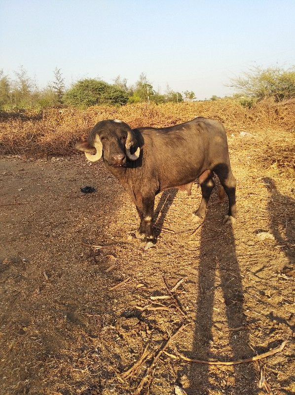 પાડો વેચવાનો છે