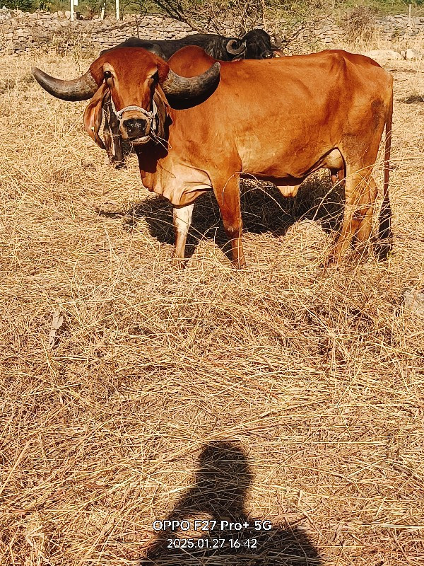 ગીર ગાય વેચવાની...