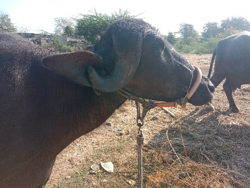 ખડેલી વેચાવ છે