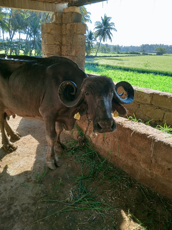 ભેશ વેચવાની છે