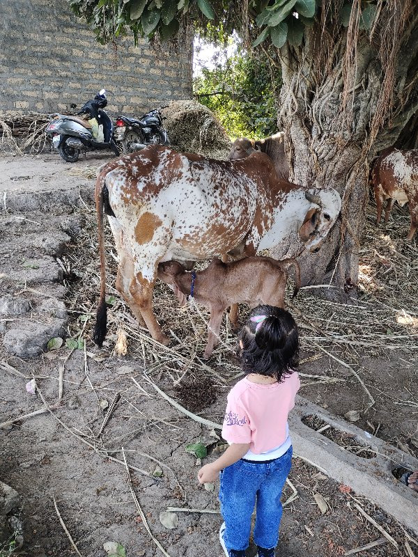 ગીર ગાય વેચવાની...