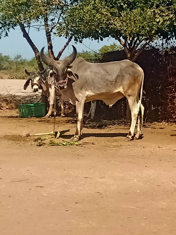 આવો ગોધલો લેવાન...