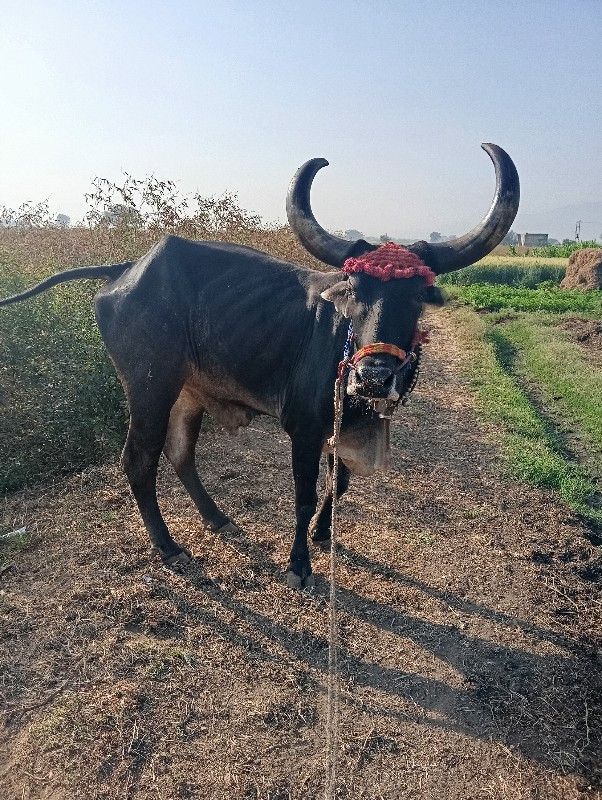 એક ગોધલો વેંચવા...