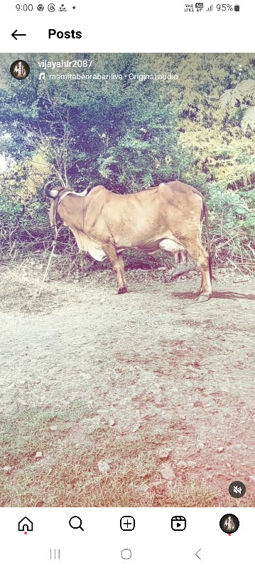 ગીર ગાય વેસવાની...