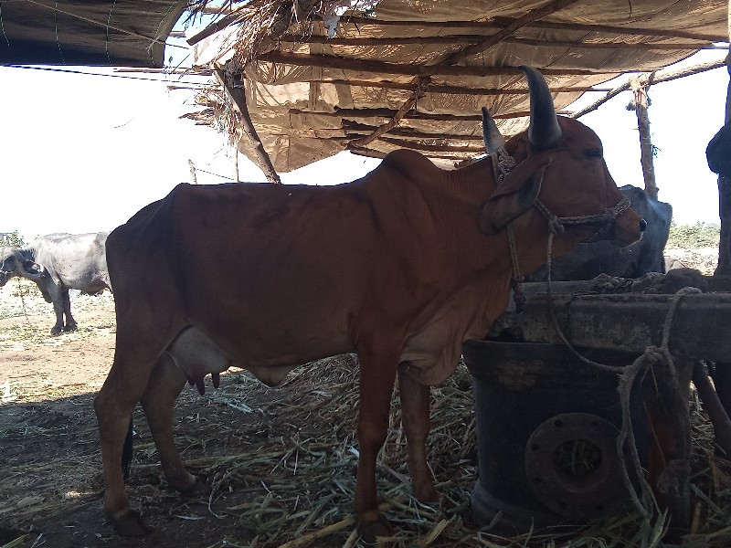 બીજું વેટર ગાય...