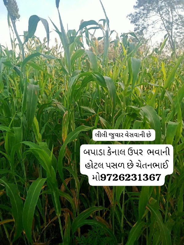 લીલી જુવાર વેસવ...